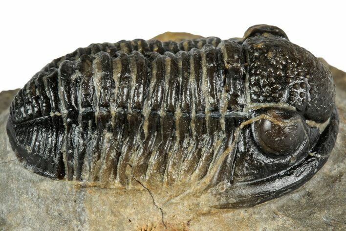 Detailed Gerastos Trilobite Fossil - Morocco #351274
